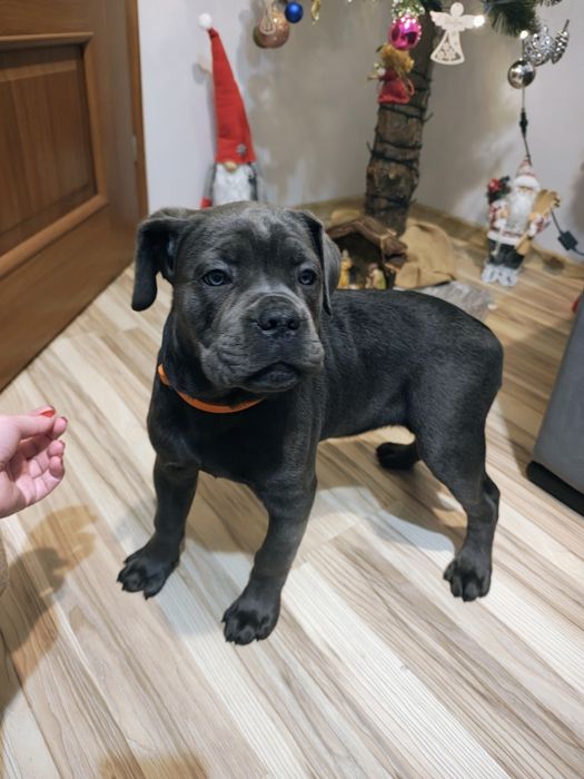 Piękna suczka chia gotowa do odbioru.