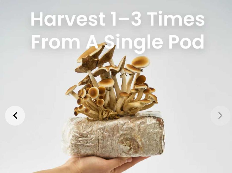 Shrooly urządzenie do uprawy grzybów