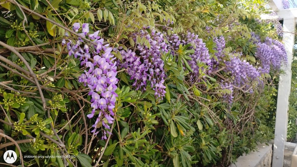 Wisteri  doniczka p9
