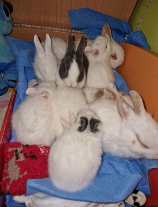 Coelhos Para doação