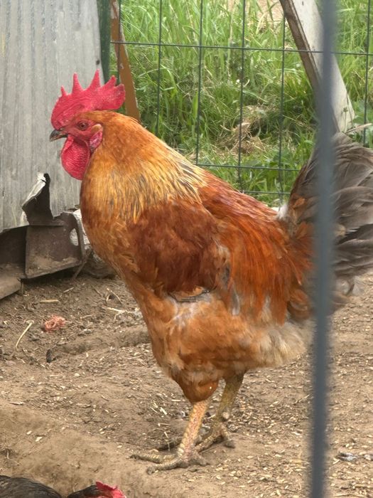 Koguty sprzedam