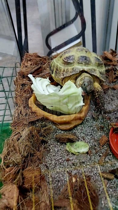 Передержка гостиница животных 24 / 7 г. Киев перетримка от 75 грн