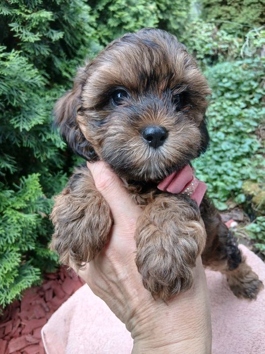 Suczka shihpoo hybryda