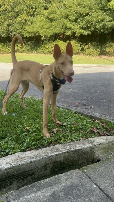 Cão raçado de podengo para adoção