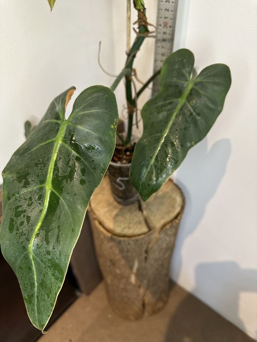 Філодендрон  Philodendron Maximum
