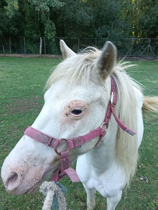 Pônei fêmea do mais lindo que existe
