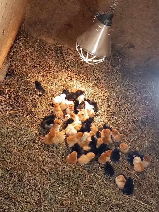 Kurczaki kury Rosa nioska