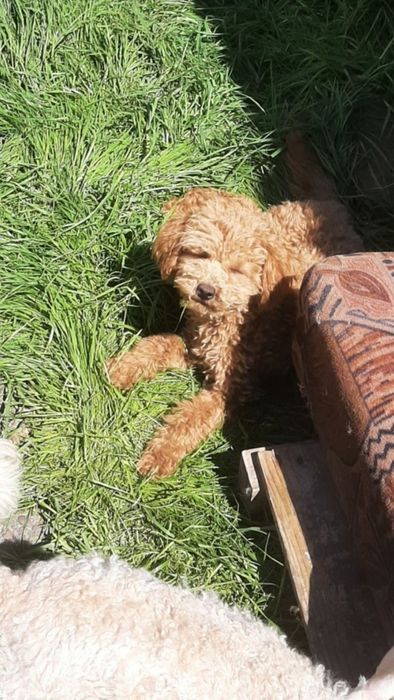 Toy poodle red ‼️