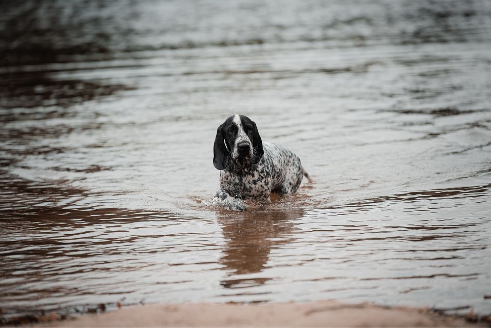 Wyżeł z Owernii czeka na Ciebie