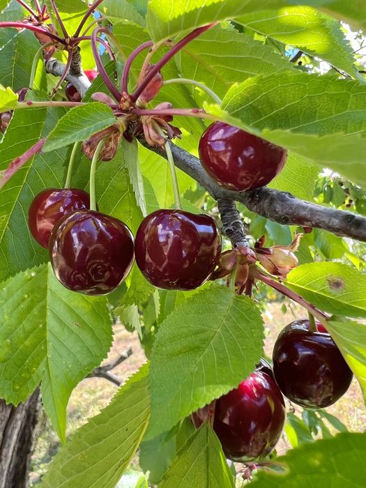 Cerejas - caixa 2KG