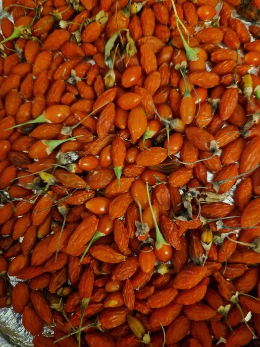 Bagas de goji secas ao sol