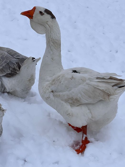 Продам гусака на плід