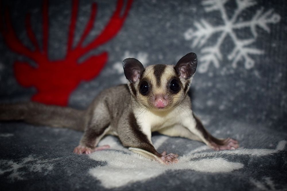 Lotopałank, lotopałanki, sugar glider SAMICZKA