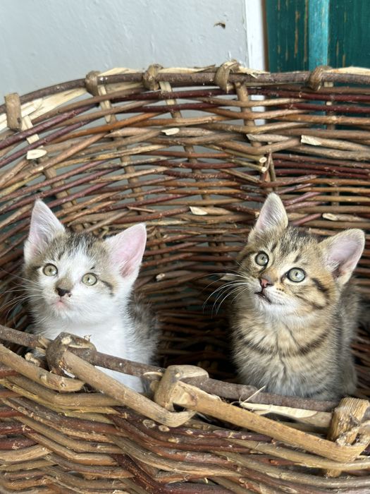 Кошеня, дівчатка шукають родину