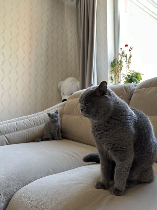 Красивые шотландские котята