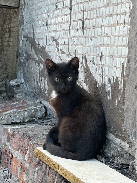 Кошеня (кішка, киця, дівчинка, котенок, кошка, девочка)