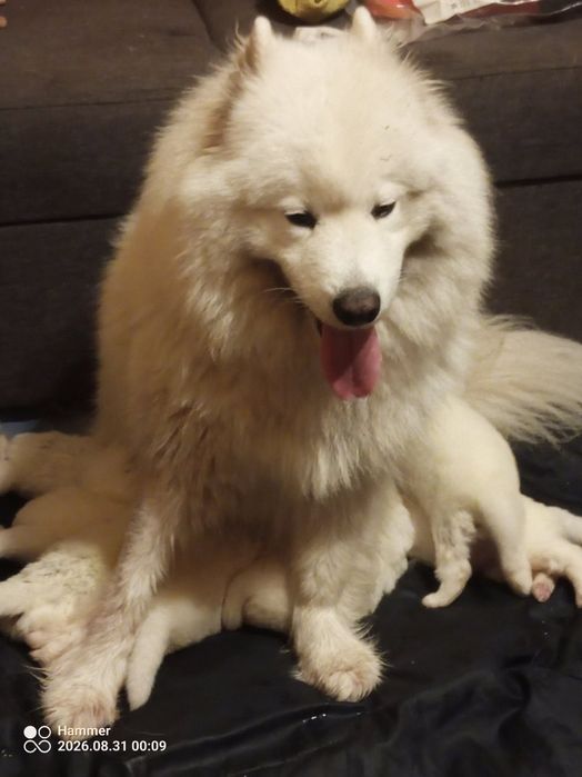 Szczenie samoyed