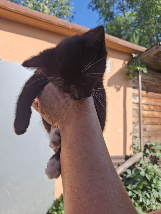 Kocurek za darmo