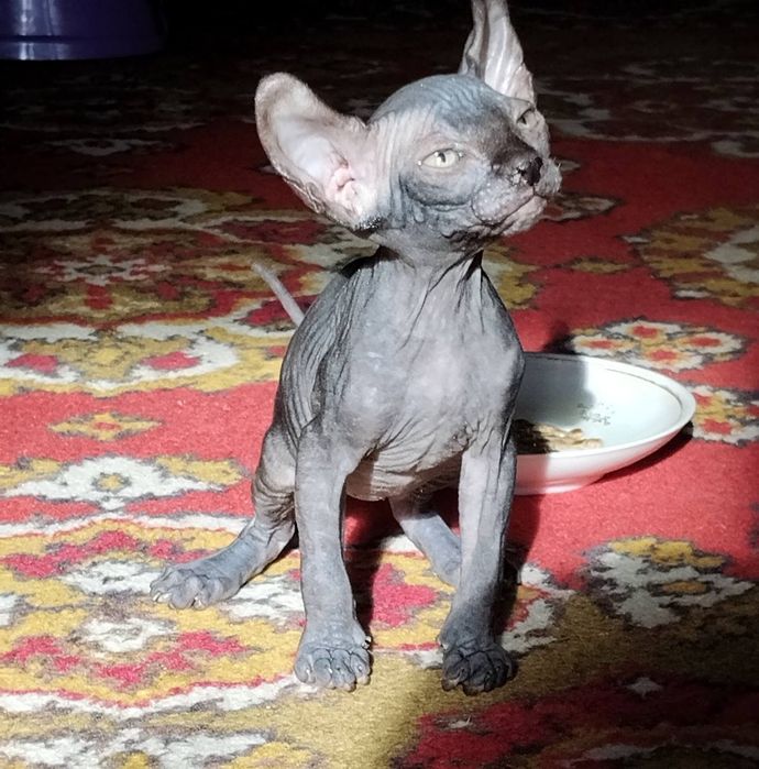 котенок сфинкс голубой