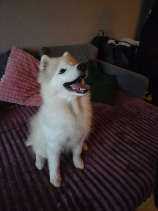 Szczenię Samoyed