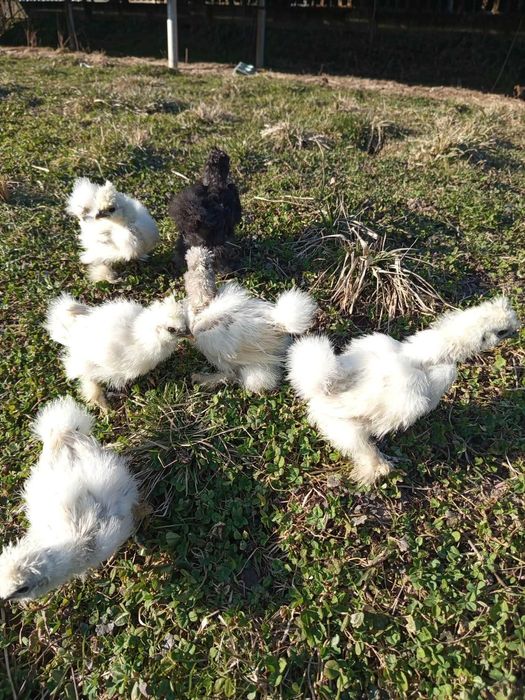 kurczęta pisklęta jajka silki ekologiczna hodowla kurka silka