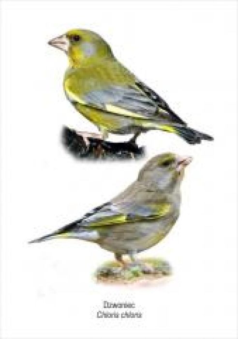 Obraz A4 Dzwoniec Koliber ,234x301 mm