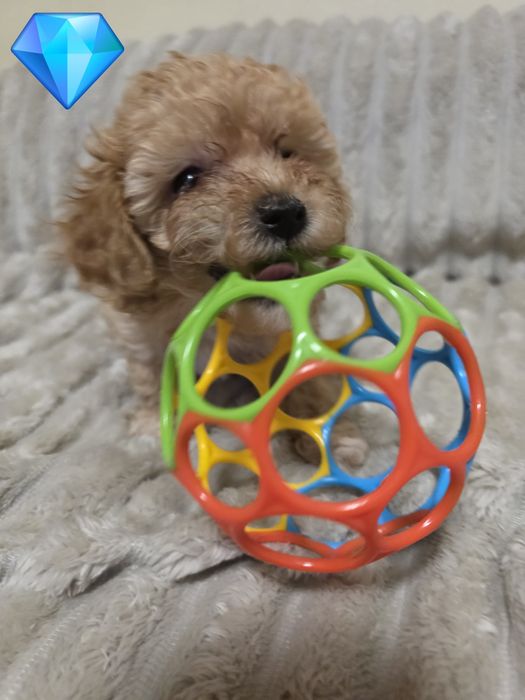 Do sprzedania  2 suczki pudelek toy