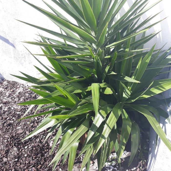 Palmeira / planta yuca elefante