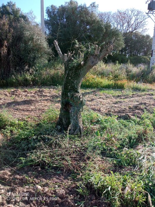 Oliveiras centenarias