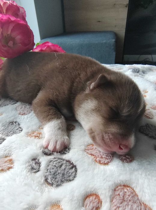 Siberian husky ZKwP/ FCI zjawiskowy red agouti, piesek, chłopak
