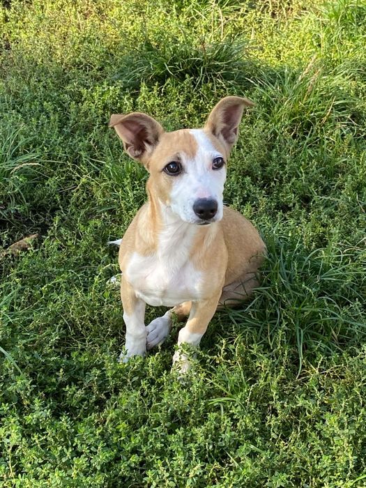 Sunia Lunka do adopcji wyjątkowy szczeniak