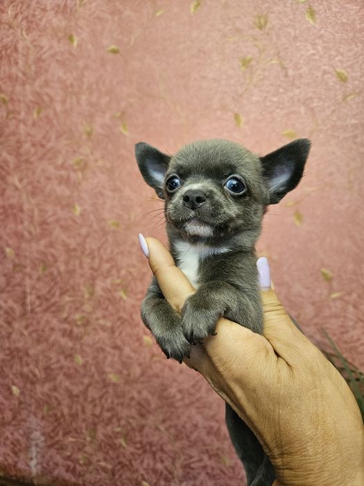 Блакитний хлопчик чіхуахуа