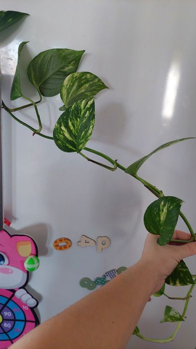 Плющ сциндапсус, епiпремнум Marble queen gold