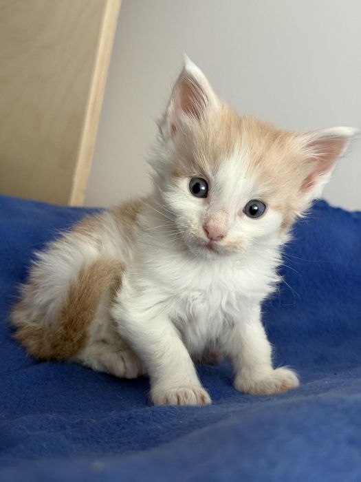 Kocurek Maine Coon do rezerwacji