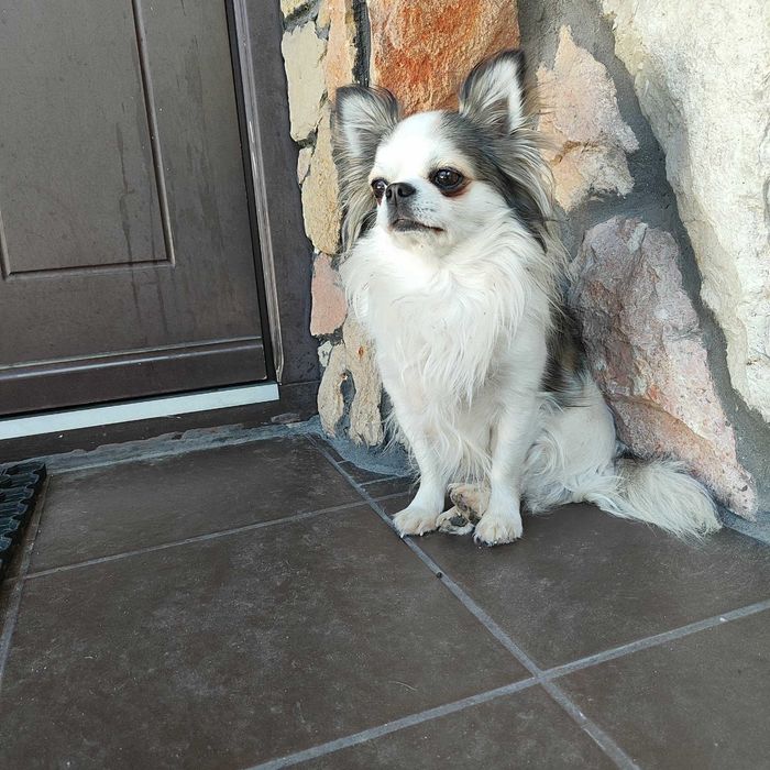 reproduktor chihuahua