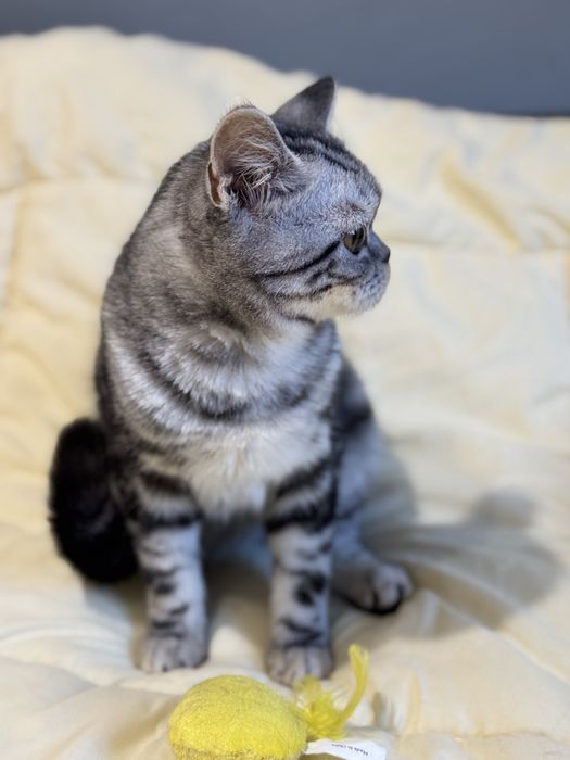 Кошеня шотландське