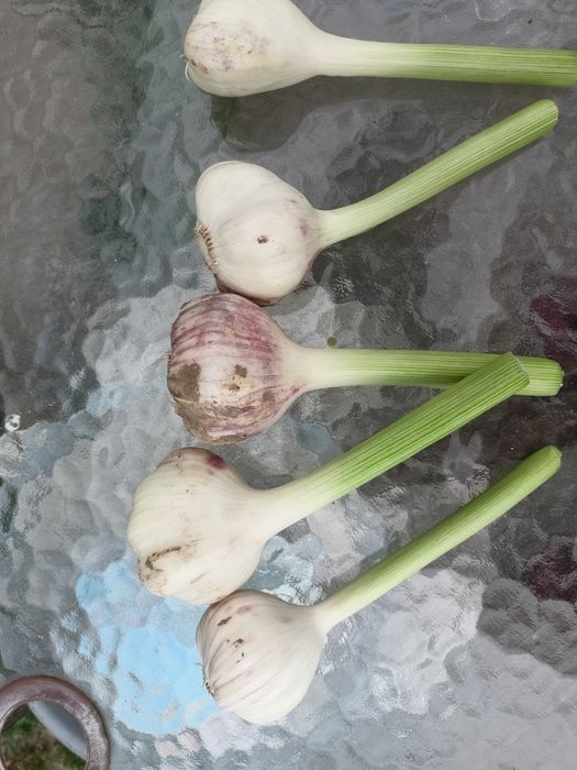 Sprzedam czosnek harnaś