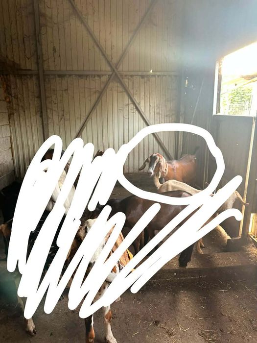 Cabras cruzadas boas