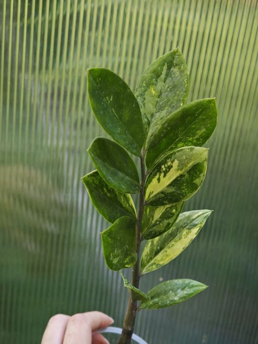 Zamioculcas aurea var
