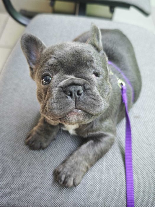 buldog francuski