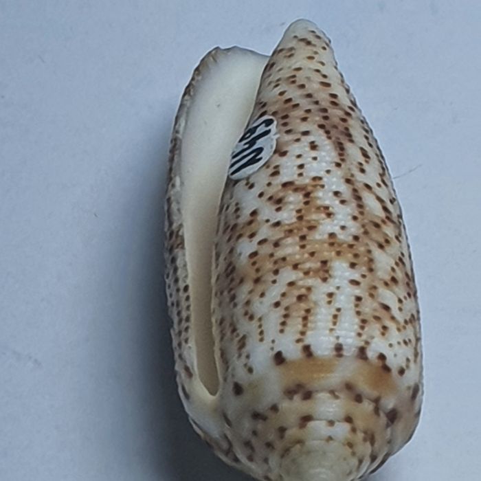 Conus Nussatella