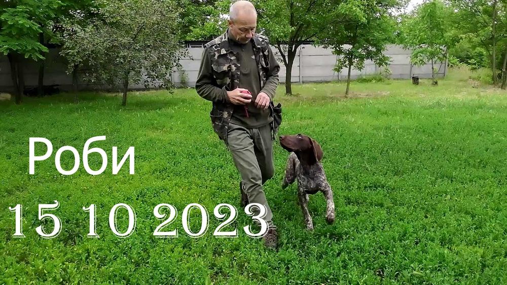 Профессионально, качественно подготовленные собаки для охоты.