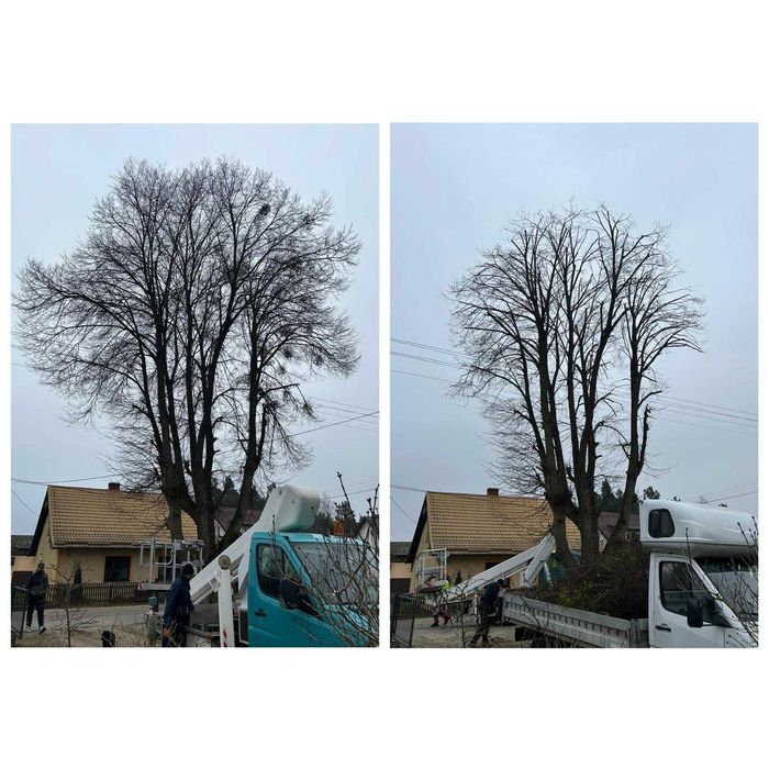 Alpinistyczna wycinka drzew, pielęgnacja drzew, przycinanie żywopłotów