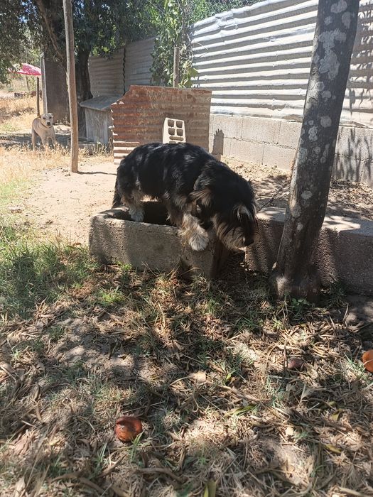 Dar Cães com vacinas em dia