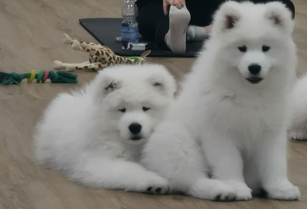 Samoyed 10 tygodni