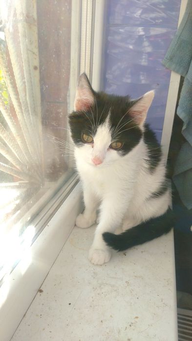 Кошеня, дівчинка, 4 місяців в пошуках господаря