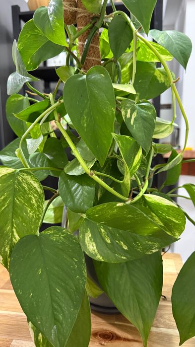 Jiboia Golden / Epipremnum aureum