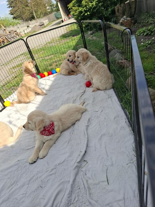 Piekny piesek Golden Retriever