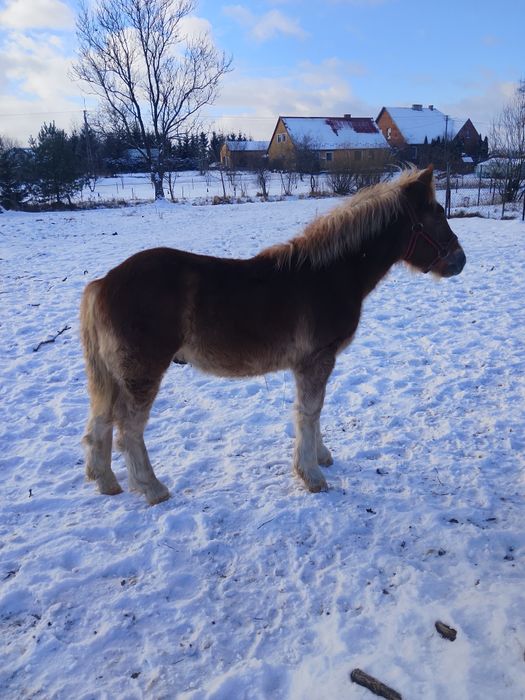 Sprzedam ogierka zimnokrwistego