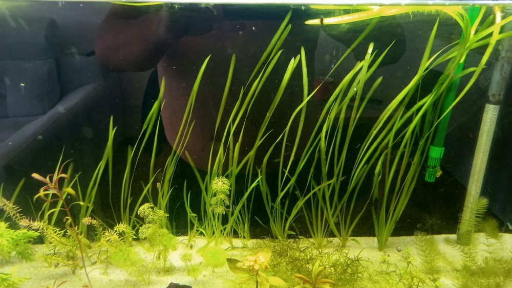 Plantas de aquário de fácil manutenção